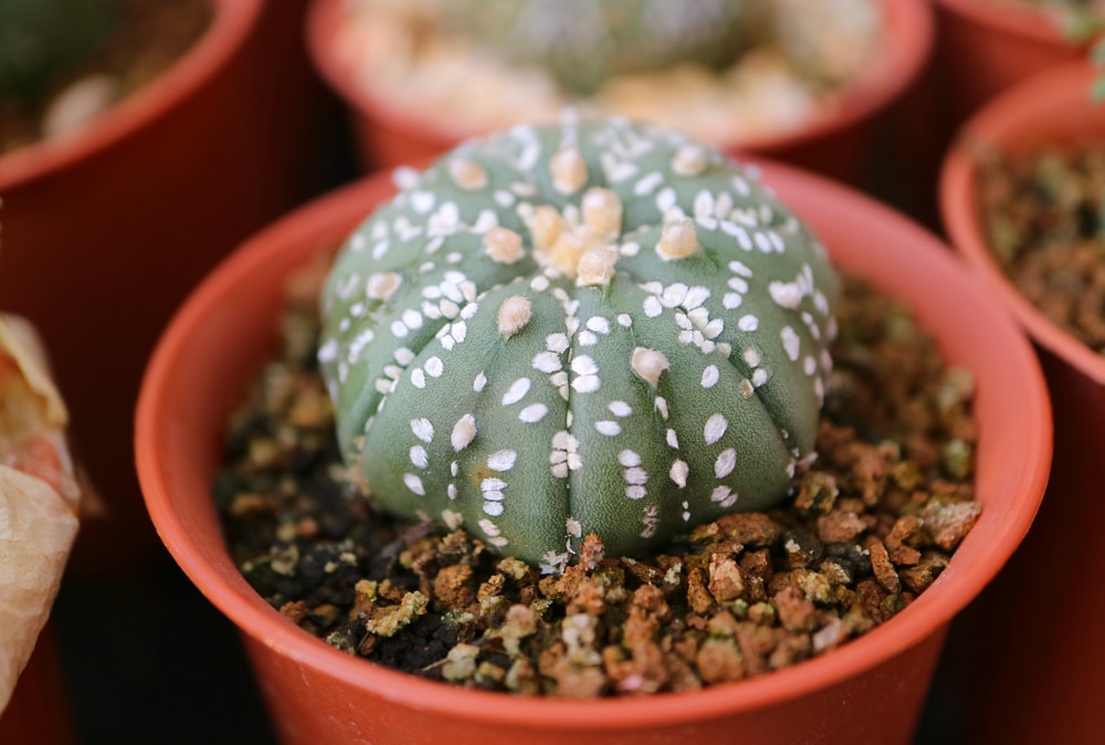 astrophytum asterias