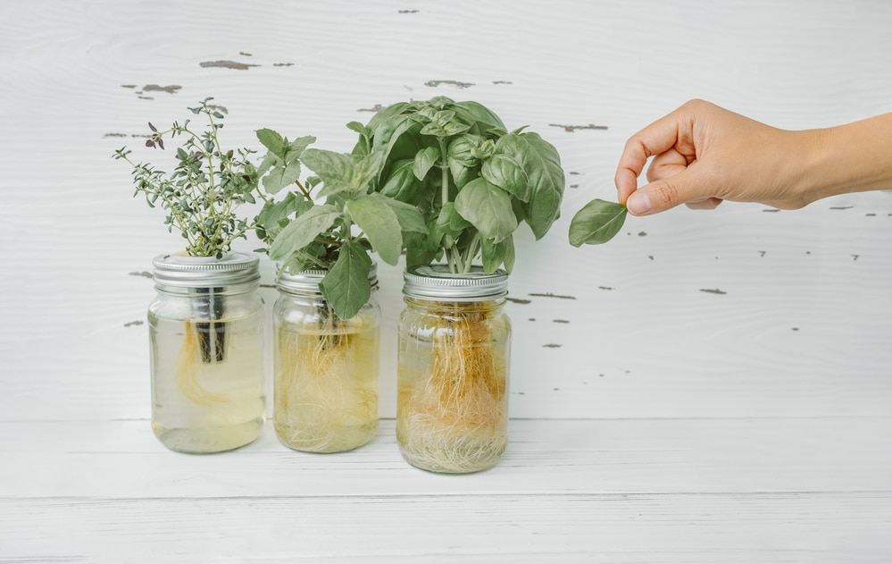 basil plant in water