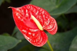 indoor flowering plants