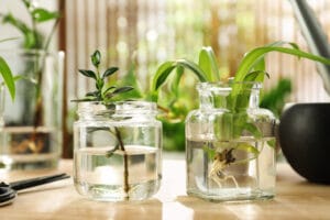indoor plants growing in water