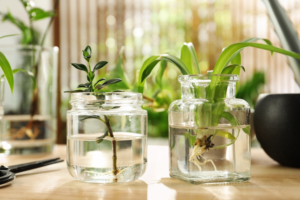 10 Indoor Plants That Grow In Water Species Guide Just Houseplants