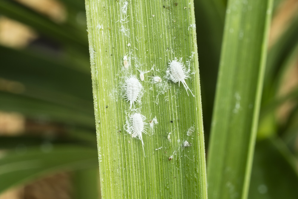 Mealybugs (long-tailed pseudococcus)