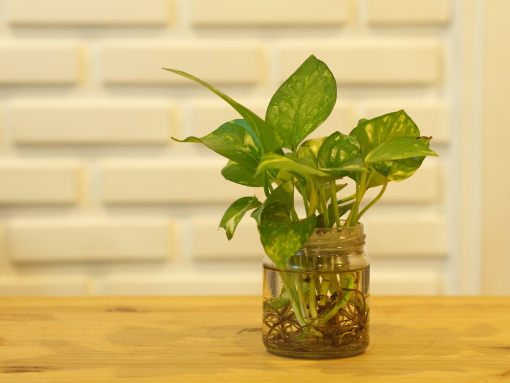 pothos in water