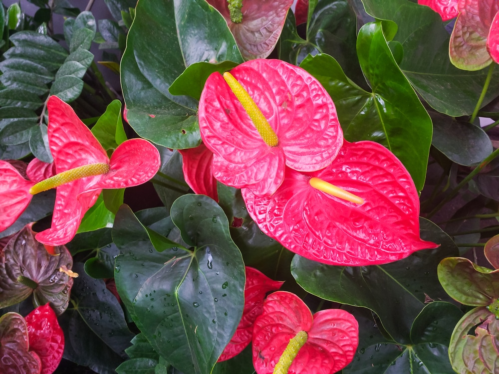 Anthuriums