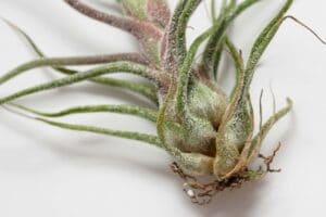 types of air plants