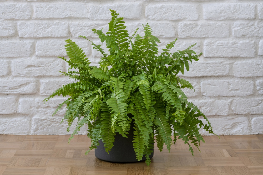 potted Boston ferns