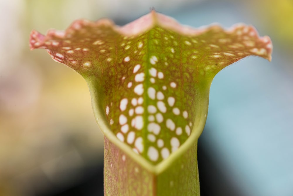 Darlingtonia californica