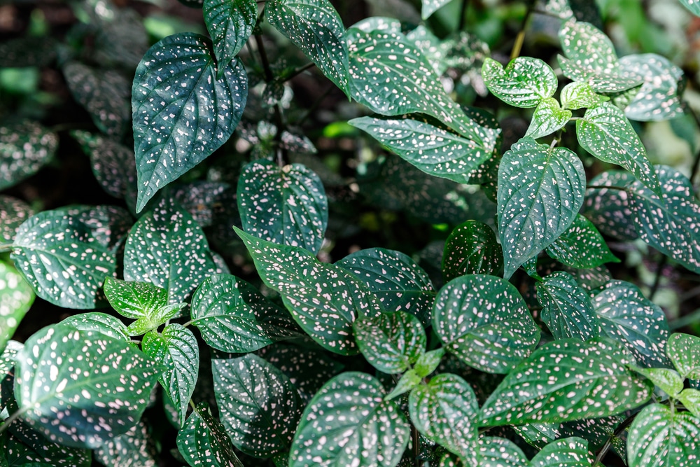 Hypoestes phyllostachya