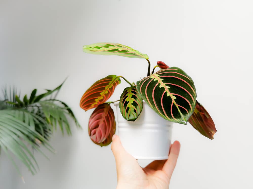 Prayer plant Maranta leuconeura