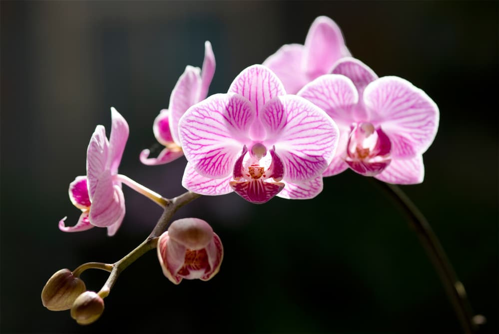 Moth Orchid (Phalaenopsis spp.)