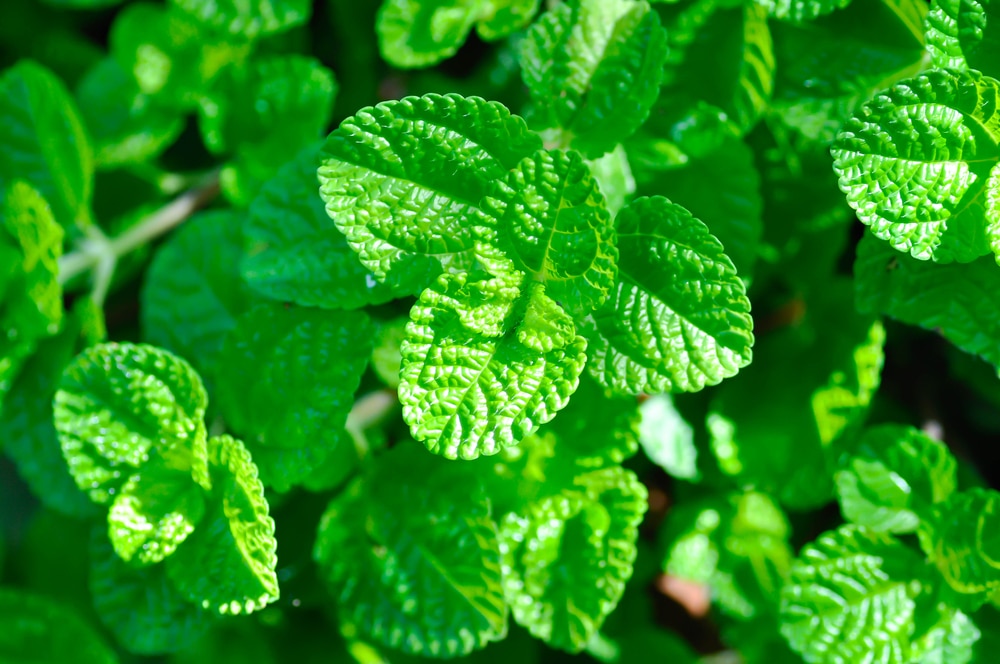 Pilea nummulariifolia