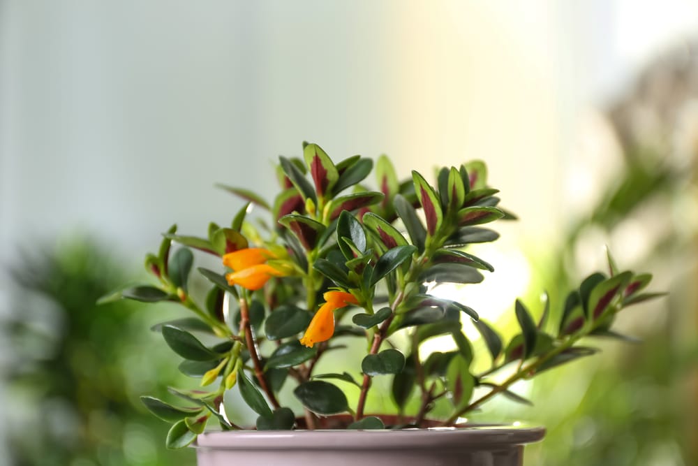 Goldfish plant