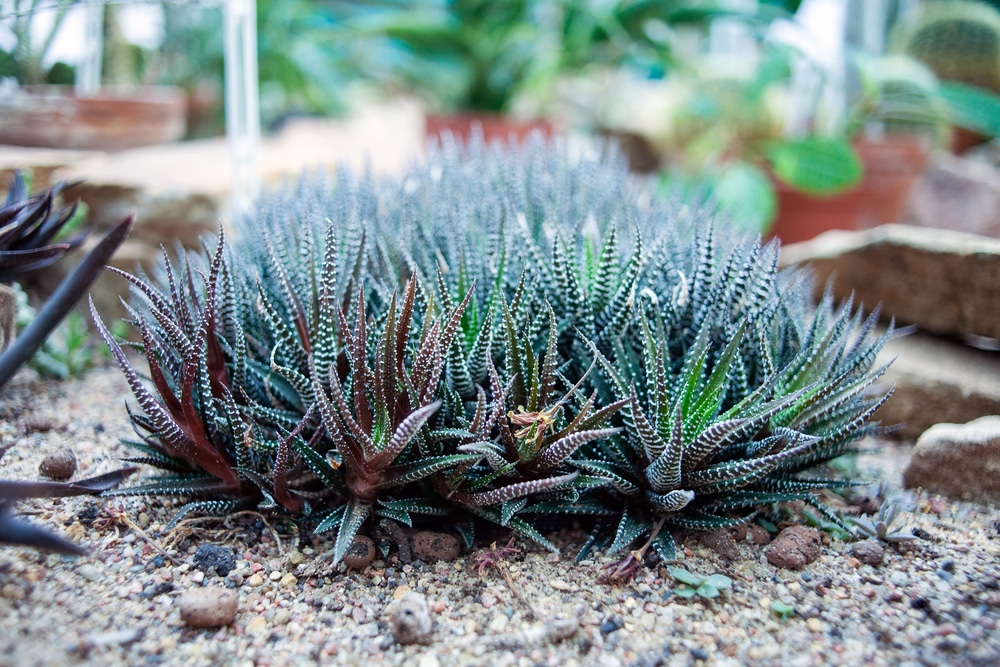 haworthia