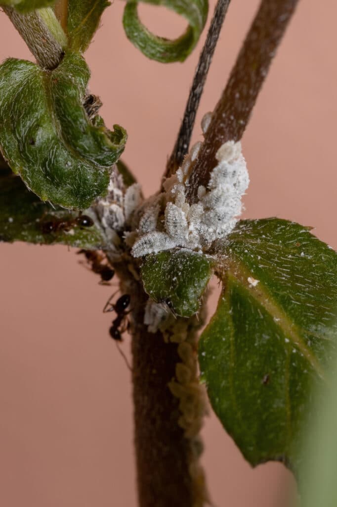 White Mealybugs