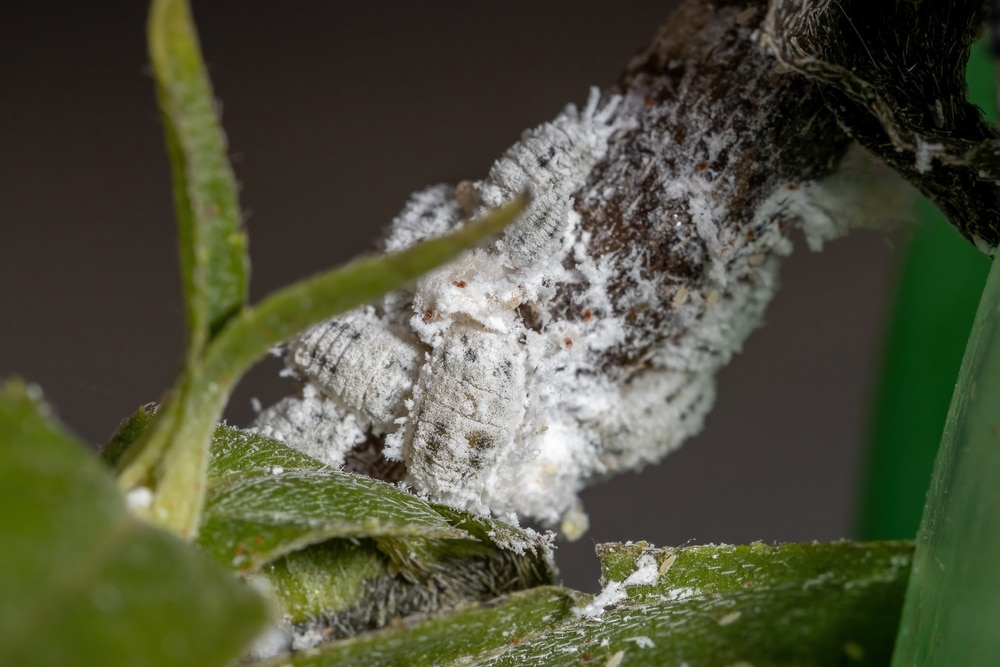 White Mealybugs