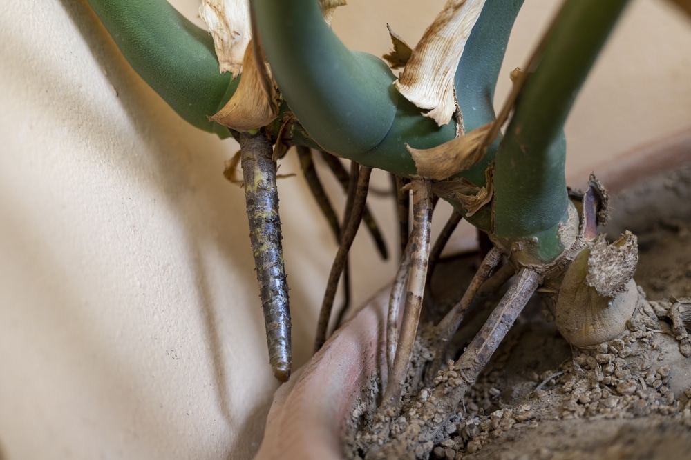 aerial roots ivy