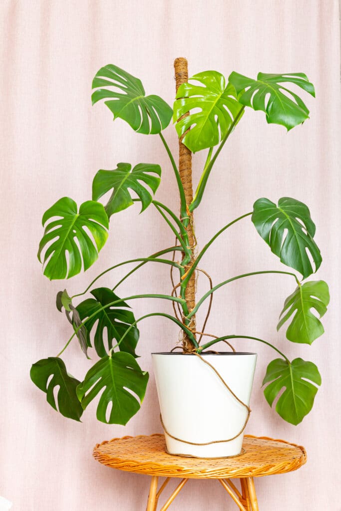 monstera plant