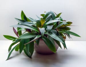 Moses in the Cradle Care Guide (Tradescantia spathacea) | Just Houseplants