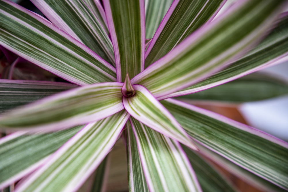 Top view shot of Moses cradle plant