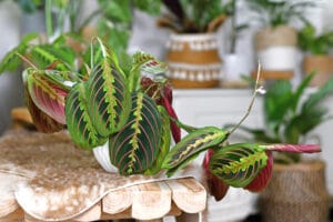 pet friendly plants