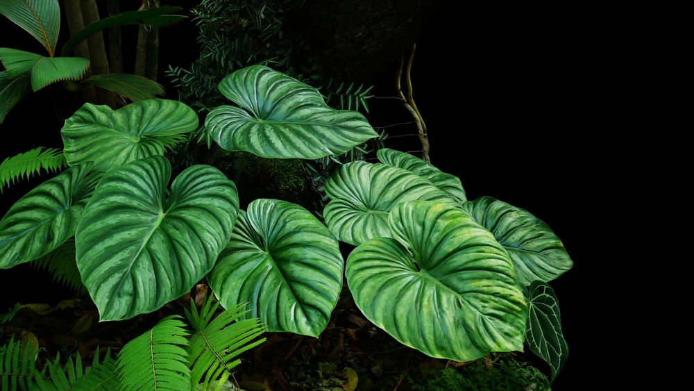 Philodendron Prowmanii