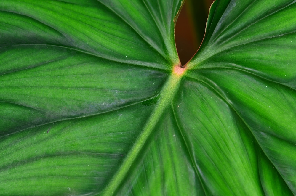 Close up Philodendron Prowmanii