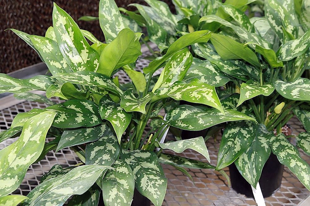 Aglaonema Maria