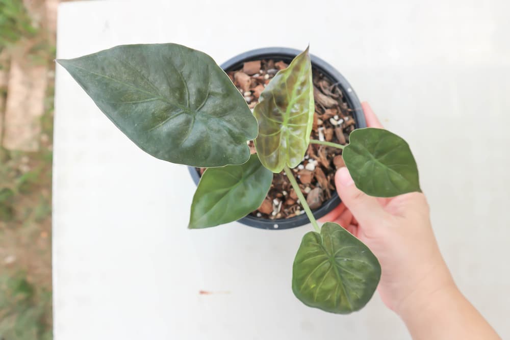 Alocasia Wentii