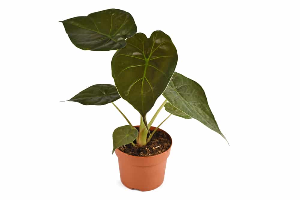 Alocasia Wentii