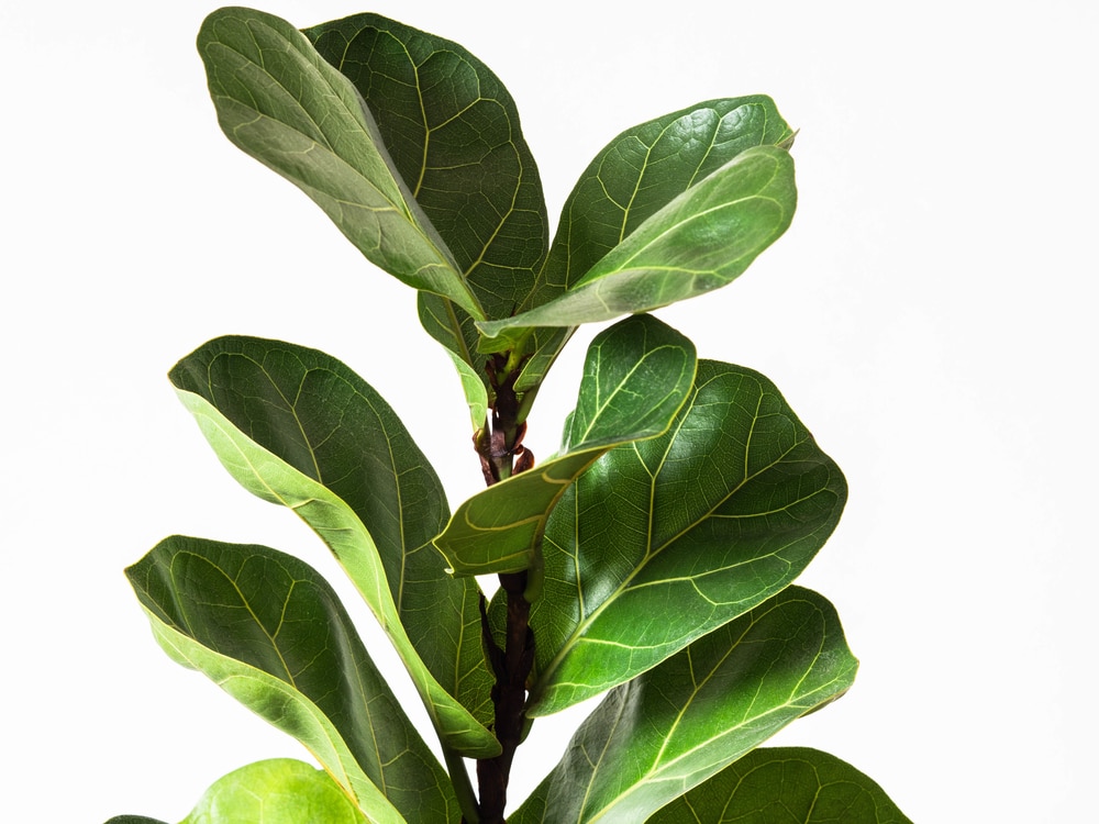 ficus lyrata bombino