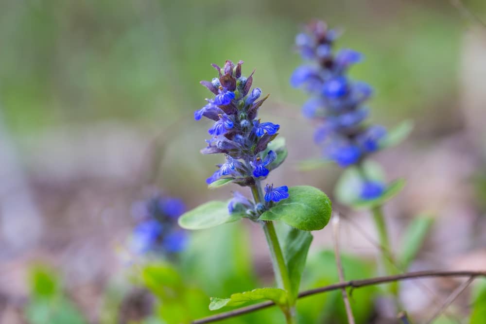 Bugleweed (Ajuga)