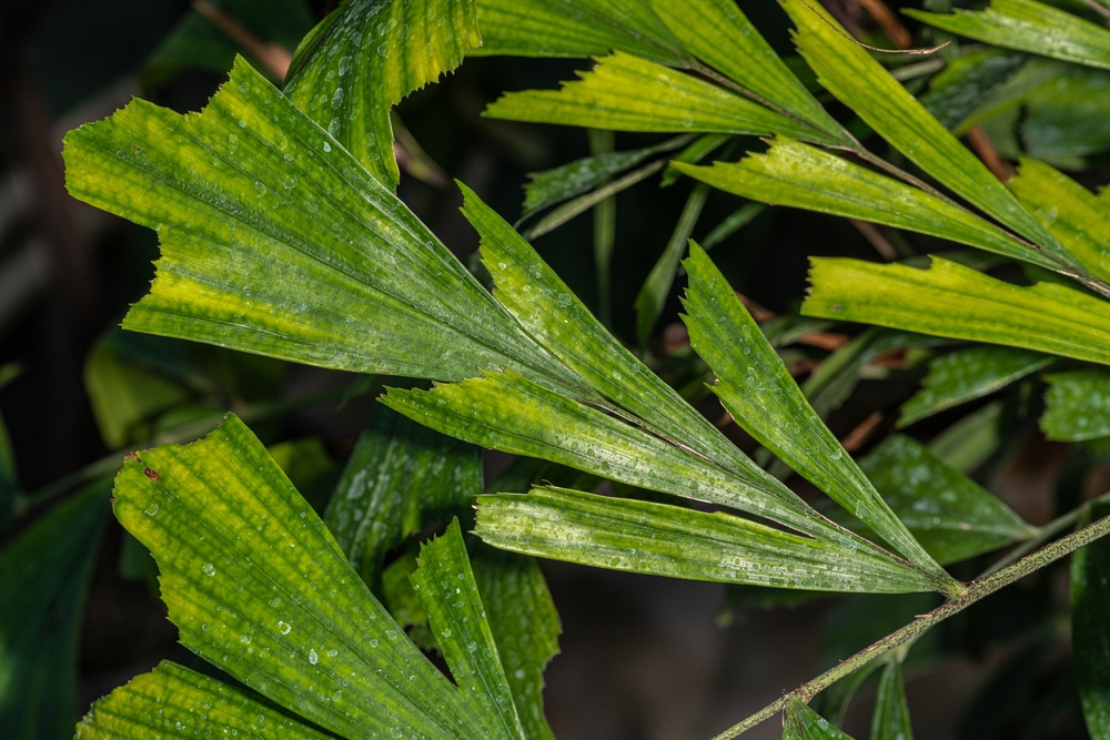 Caryota mitis