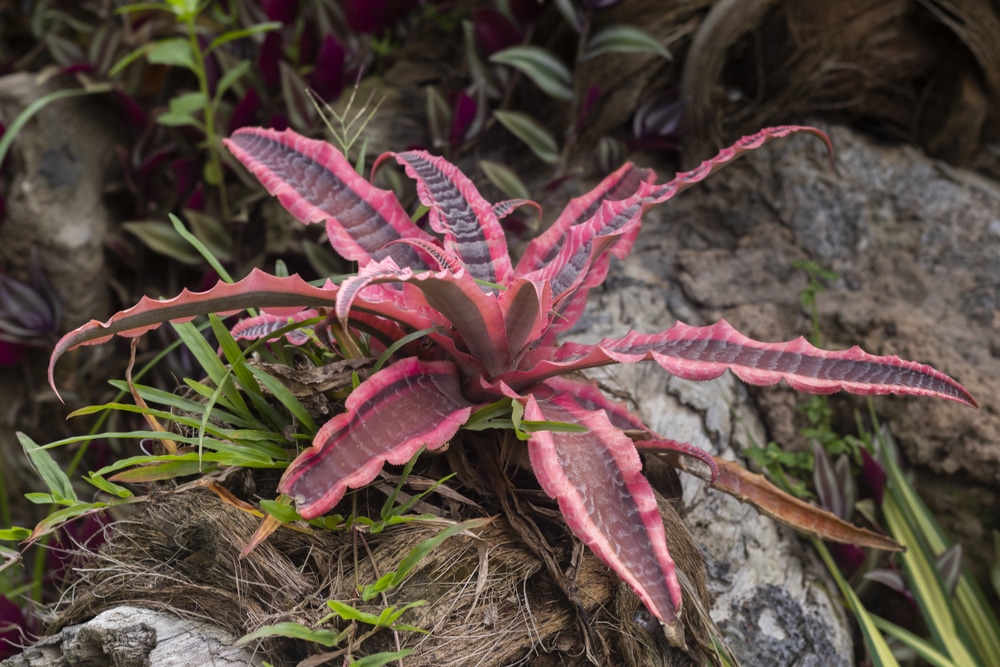 Cryptanthus