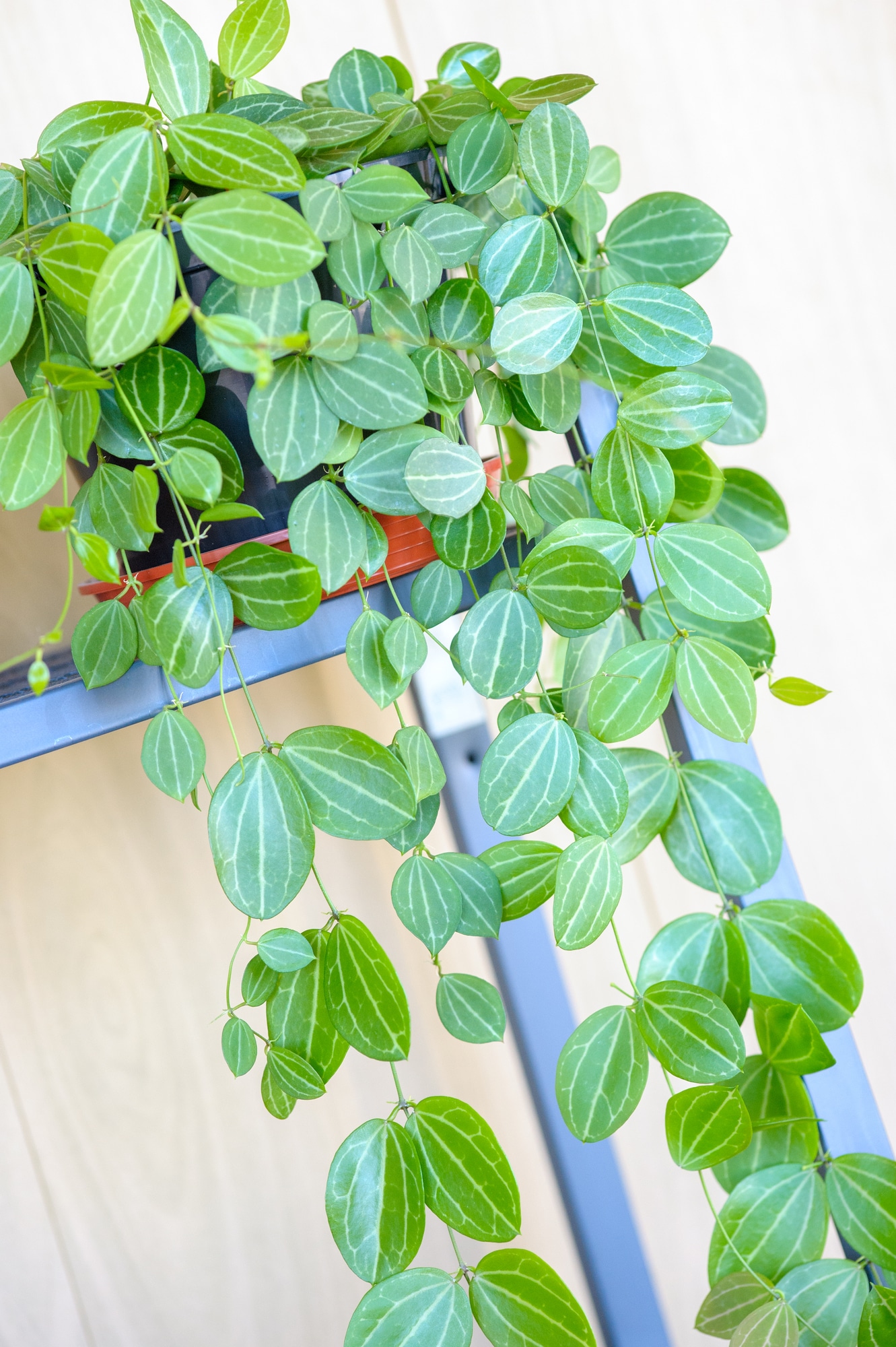 25 Awesome Terrarium Plants (With Pictures) | Just Houseplants