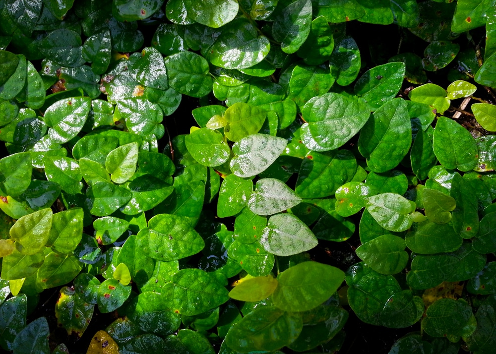 Ficus pumila