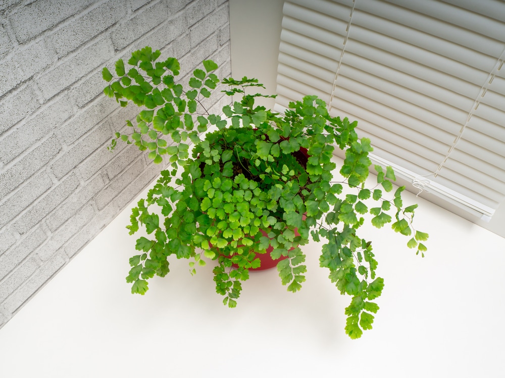 Maidenhair Fern