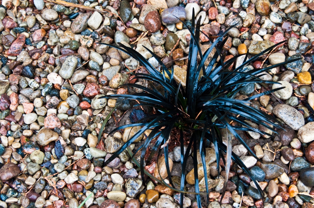 Ophiopogon planiscapus