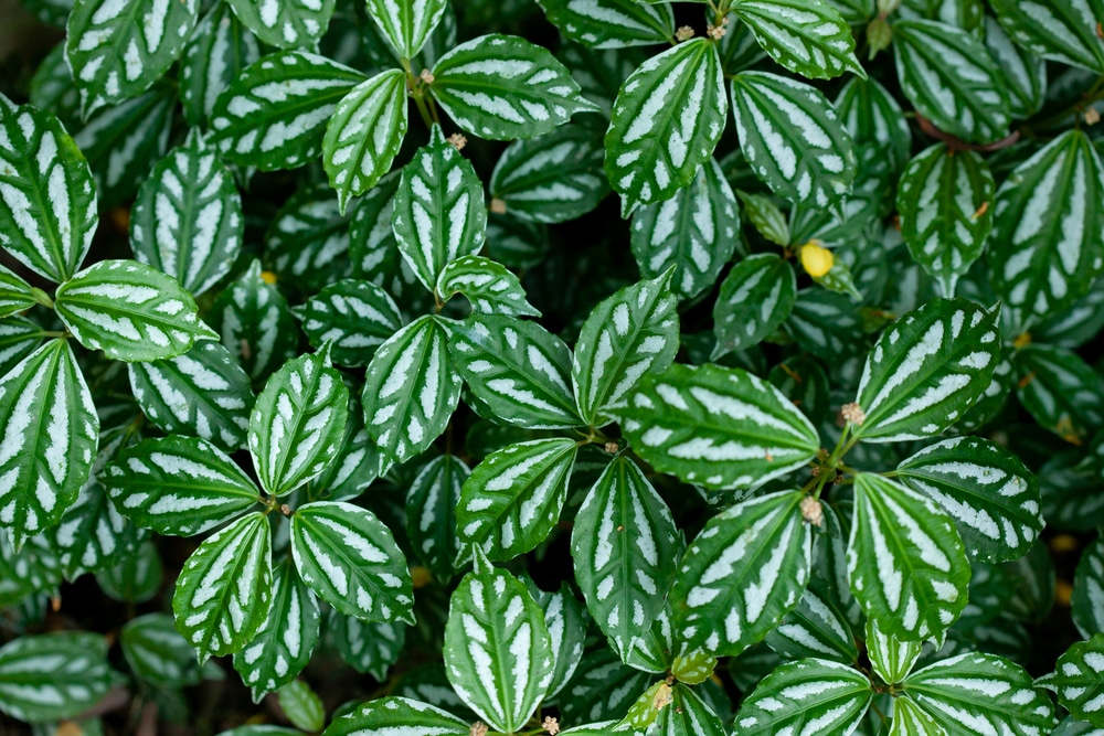 Pilea cadierei