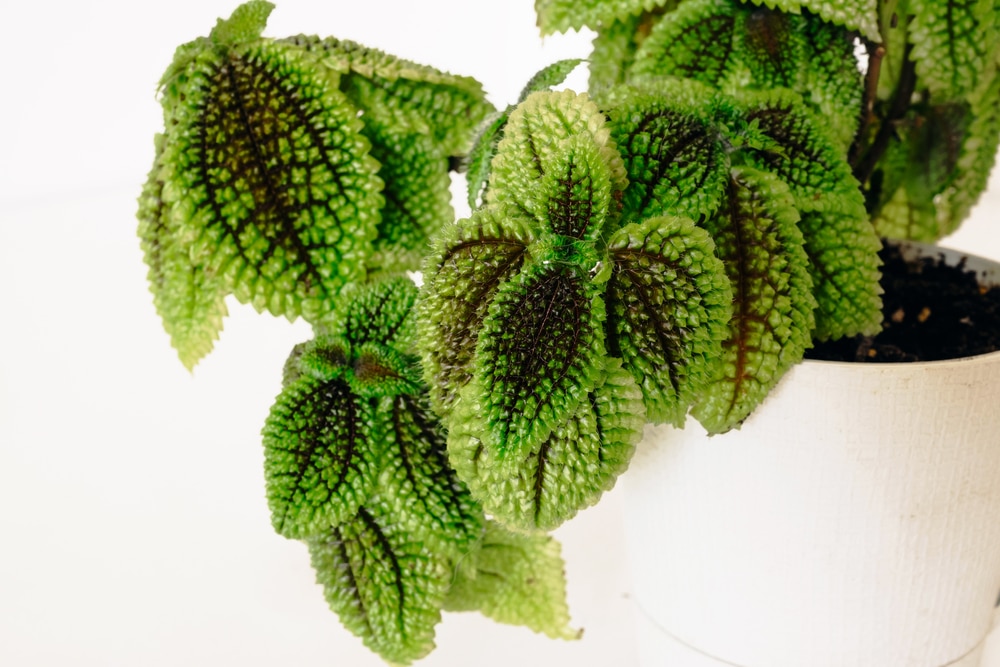 Pilea involucrata