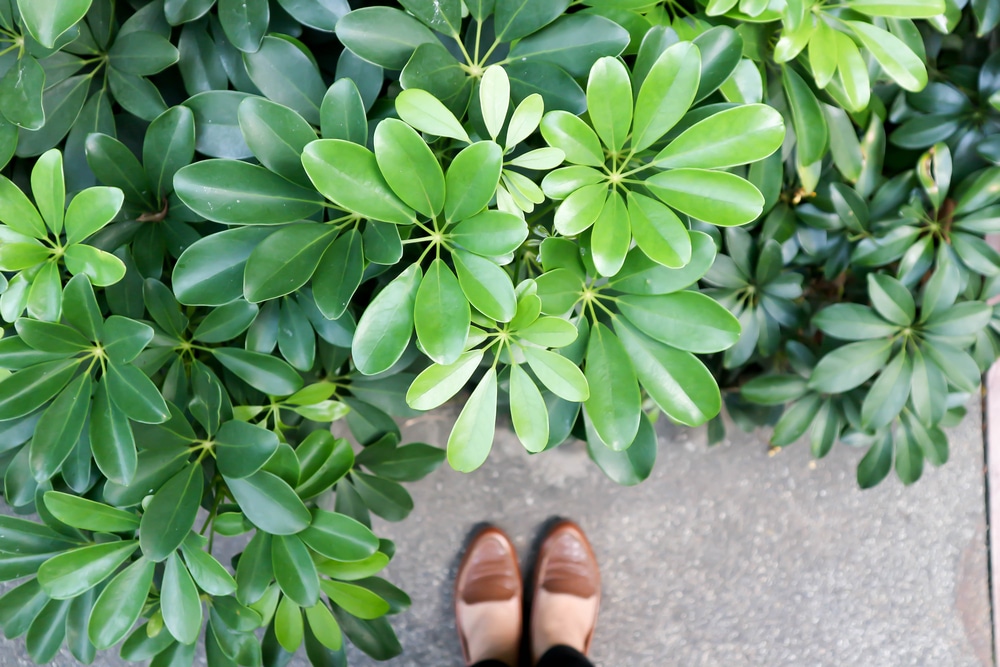 Schefflera actinophylla