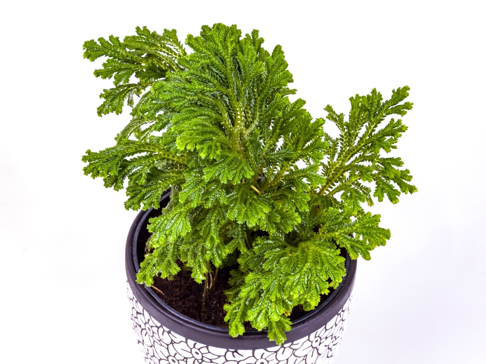 Selaginella