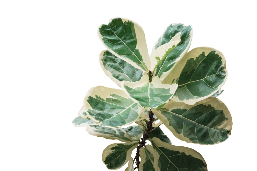 Variegated Fiddle Leaf Fig