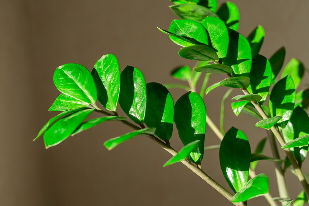 Zamioculcas Zamiifolia