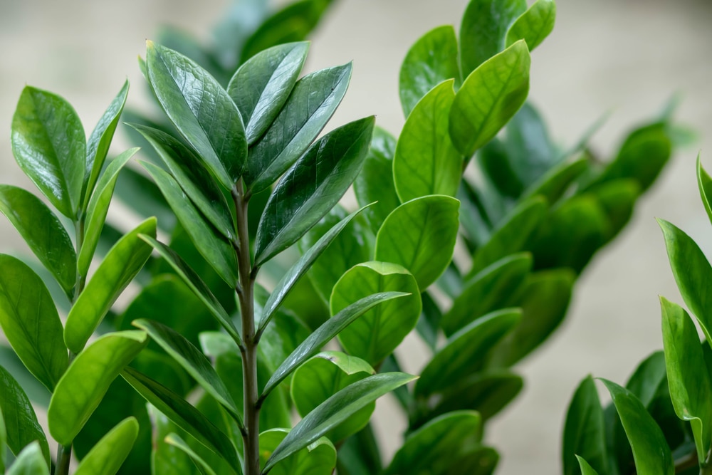 Zamioculcas Zamiifolia