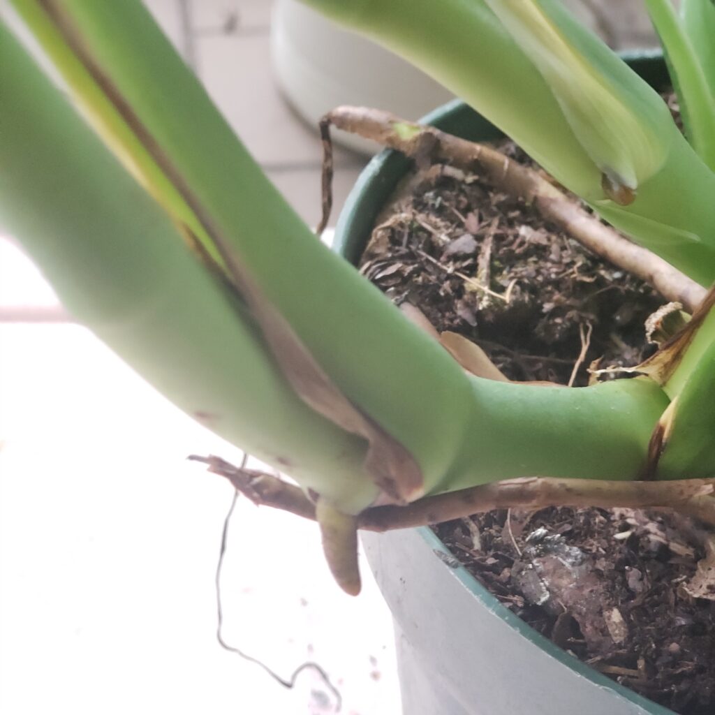 aerial root bud on monstera