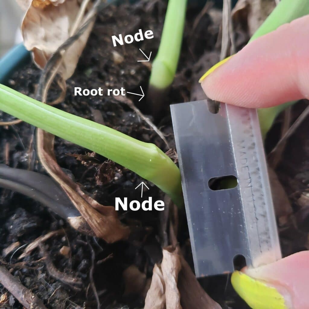 cutting below the node of monstera