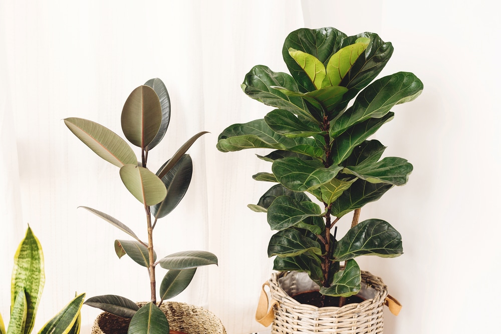 Fiddle leaf fig tree