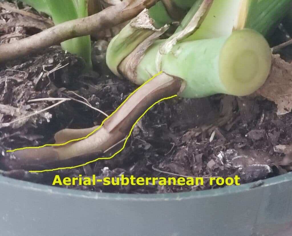 monstera Root