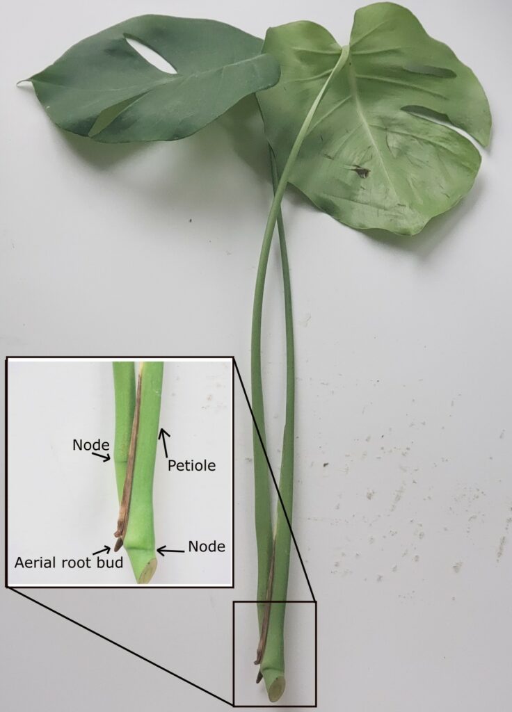 How to Propagate Monstera: Step-by-Step Guide (With Pictures) (2023)