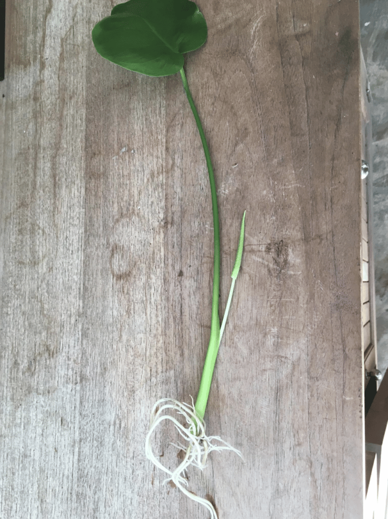 monstera new growth